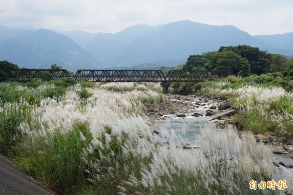 在竹崎親水公園中,可見甜根子草在牛稠溪畔隨風搖曳,圖中鐵橋為阿里山森林鐵路第13號橋。(記者曾迺強攝)