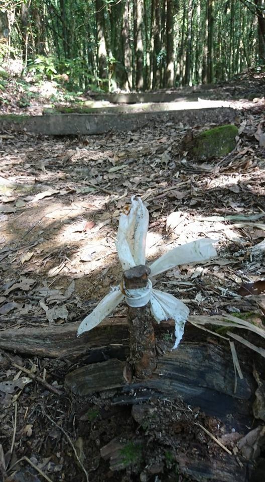 嘉義縣竹崎鄉的大凍山遊憩區，有條「茶之道」通往霹靂山的木棧步道，步道因年久失修，枕木脫落後鋼筋裸露，部分遊客前往遊憩偶爾會被絆倒，有熱心民眾將用過的寶特瓶蓋住，或使用布條綁住警示，提醒遊客注意安全。（圖由讀者提供）