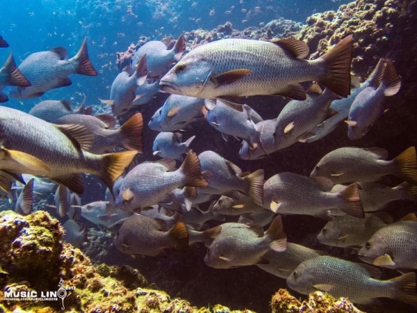 南方四島國家公園東西吉廊道魚兒成群的美景，保育人士疾呼劃設完全禁漁區。（圖由潛水教練林音樂攝）