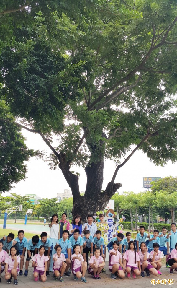 全校師生守護雨豆樹奶奶。（記者陳文嬋攝）