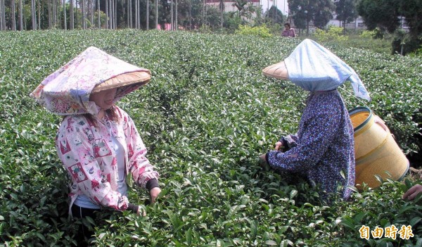 南投縣鹿谷鄉民眾絕大多數仰賴採茶等茶葉相關工作為生。（記者謝介裕攝）