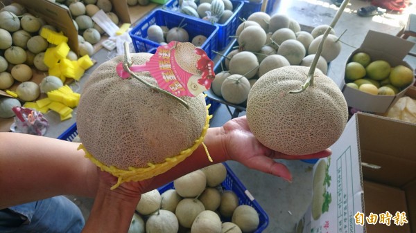 賴建良栽種的洋香瓜碩大。（記者楊金城攝）