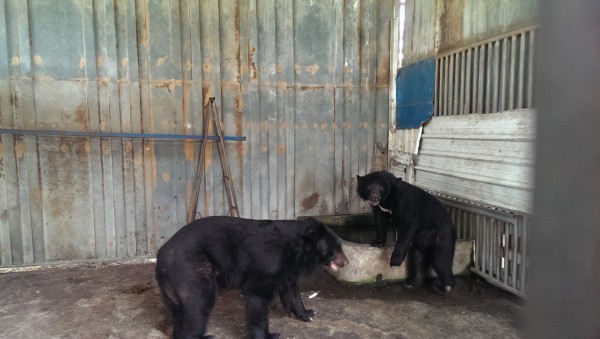 1公、1母兩隻台灣黑熊送往台北市立動物園。（屏東縣政府提供）