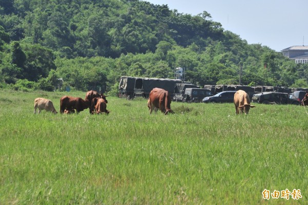 居民放牛吃草抗議軍方。(記者蔡宗憲攝)