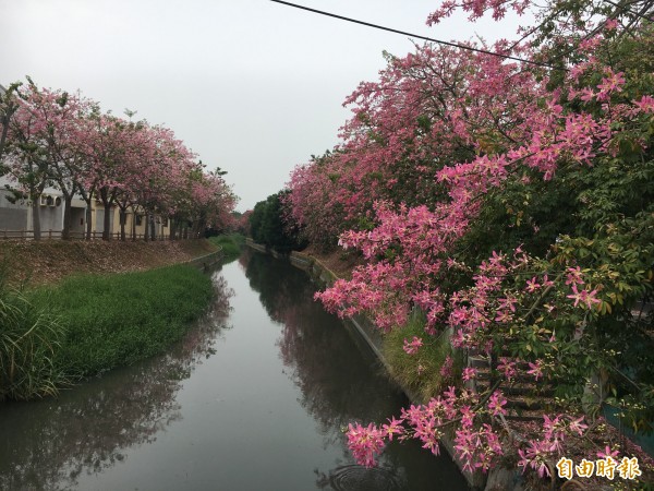 北斗河濱公園,美人樹正盛開(記者顏宏駿攝)