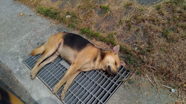 台南安南區府安路三段發現3條流浪犬的屍體,疑似遭毒害。(記者邱灝唐翻攝)