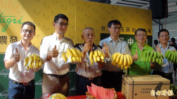 台灣香蕉將首度外銷杜拜，為台蕉寫下新歷史。（記者詹士弘攝）