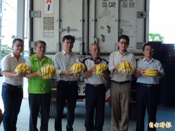 台灣香蕉將首度外銷杜拜，為台蕉寫下新歷史。（記者詹士弘攝）