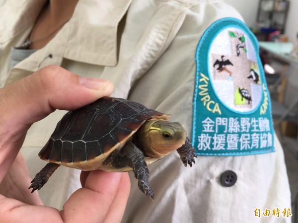 金門野生動物救援暨保育協會人員,確定海關查獲的就是保育類動物食蛇龜。(記者吳正庭攝)