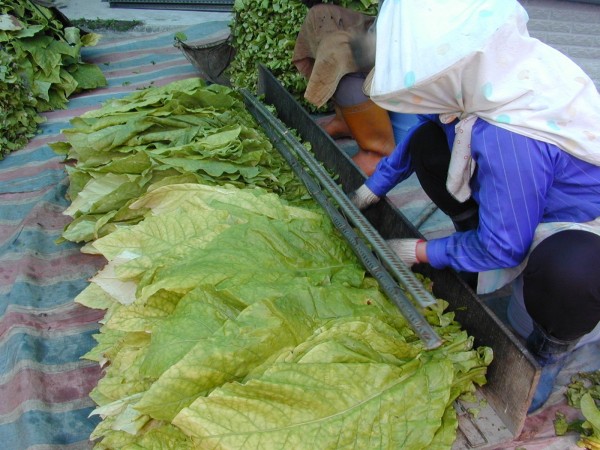 除非在產區，原料菸葉昔日不可能出現在一般市場，堪稱是「最神秘的作物」。（陳志鵬老師提供）