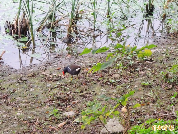 「水漾鳥松Go自然-2017環境日教育推廣活動」，週日在鳥松濕地公園登場，。（記者黃旭磊攝）