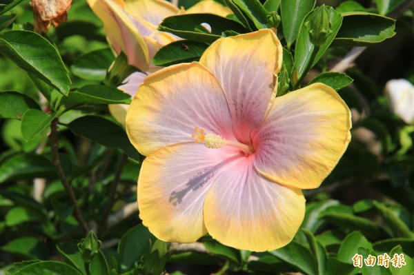 扶桑花品種「二代查理」，早上開花為黃、桃紅色，越到中午紫色花素從中冒出，早晚賞花呈現不同風情（記者陳冠備攝）