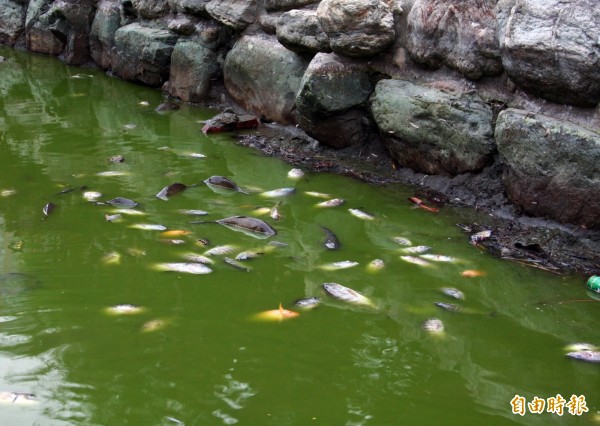 北屯兒童公園日前發生魚群死亡，居民要求市府應重建生態。（民眾提供）