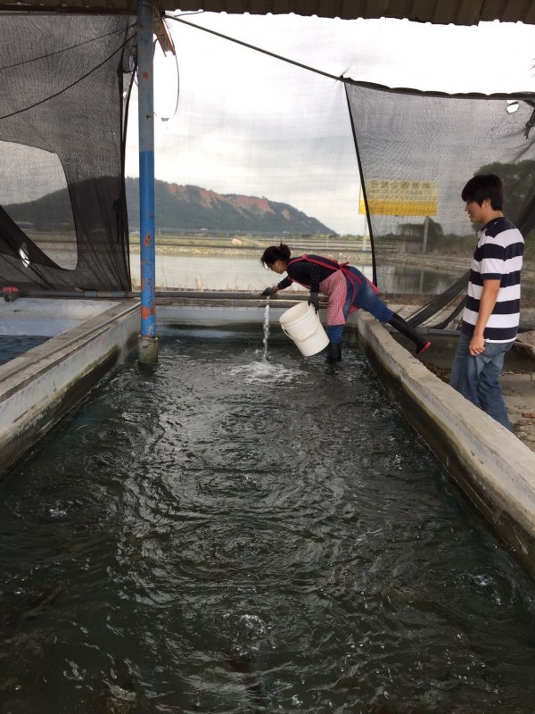 農業局派員至大閘蟹養殖場抽驗。（圖由農業局提供）