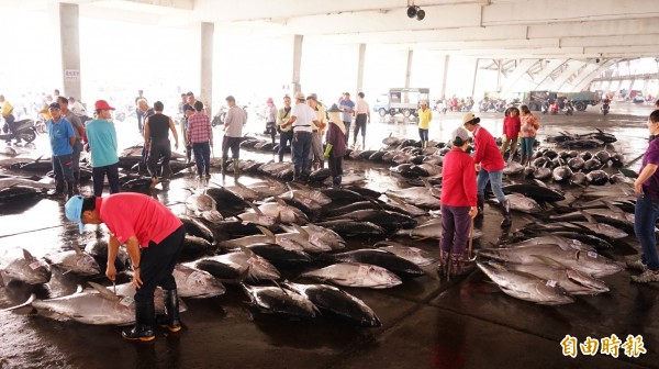 東港漁市黃鰭鮪捕獲量不多，造成價格飆漲。（記者陳彥廷攝）