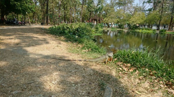 綠鬣蜥出沒大東公園曬太陽。（記者陳文嬋翻攝）