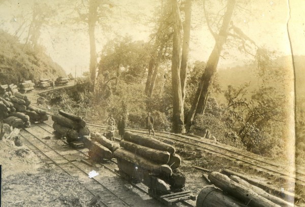 早期太平山林木便是由台車經鐵軌運送下山，而蹦蹦車也是經台車改造而成。（羅東林管處提供）