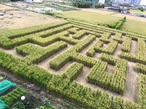 新竹縣竹東地區農會去年舉辦的稻田嘉年華活動，現場開闢的「稻田迷宮」大受親子歡迎。（圖由竹東地區農會提供）