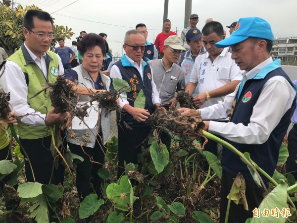 苗栗縣長徐耀昌（左三）與多名縣議員及縣府農業處長到芋頭田了解產銷情形，並設法協助促銷。（記者彭健禮攝）