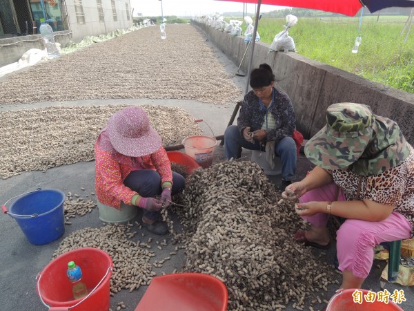 雲林縣花生進入採收期,農民卻遇上量減價縮的困境。(記者陳燦坤攝)