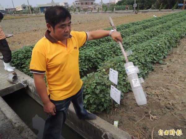 水林規劃地瓜專區便於統一管理，且能夠以生物防治法抑制病蟲害。（記者陳燦坤攝）