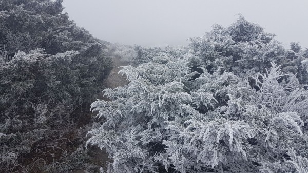因氣溫驟降,玉山群峰出現「霧淞」白茫茫奇景。(記者謝介裕翻攝)