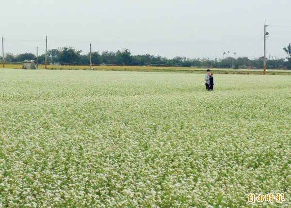 二林蕎麥田進入開花期,白色花海如韓劇《鬼怪》場景,吸引不少民眾拍照。(記者陳冠備攝)