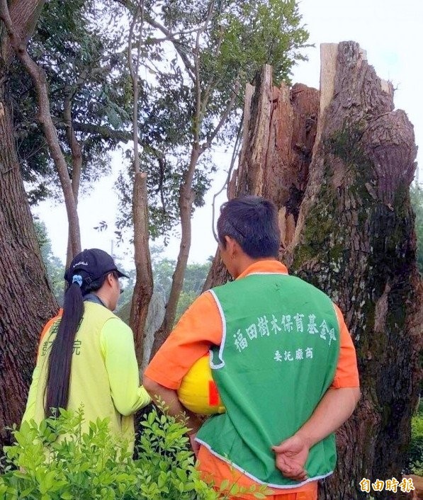 南投縣名間鄉「千年柯仔公」老樹,因颱風豪雨肆虐造成一半樹身斷裂,縣府與新北市福田樹木保育基金會合作將老樹救活。(記者謝介裕攝)