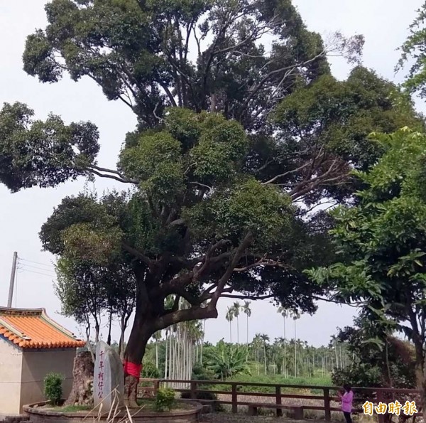 南投縣名間鄉「千年柯仔公」老樹,因颱風豪雨肆虐,造成左半部枝幹被「截枝」,較右半部枝幹矮了一大截。(記者謝介裕攝)