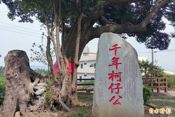 南投縣名間鄉「千年柯仔公」老樹左半部枝幹被「截枝」,較右半部枝幹矮了一大截。(記者謝介裕攝)