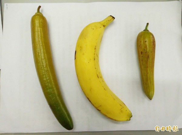 食用蠟燭木與香蕉的對比。(記者陳冠備攝)