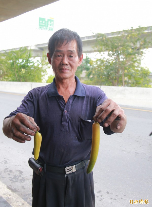 附近機車行蕭姓老闆表示,看了食用蠟燭木結果多年,可是從沒吃過,會想嘗試看看。(記者陳冠備攝)