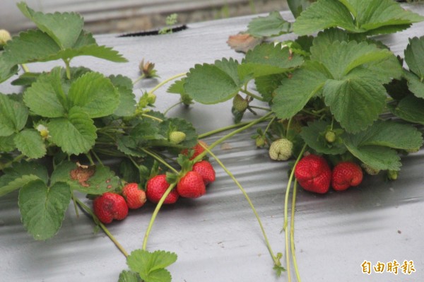 新竹縣關西鎮的草莓上市了，本月中過後就將進入盛產，但卻有農民苦惱草莓受到路燈光害，影響收成。（記者黃美珠攝）