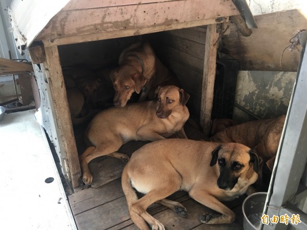 桃園市政府動物保護處介入餵養後，高山犬恢復健康體態。（記者陳昀攝）