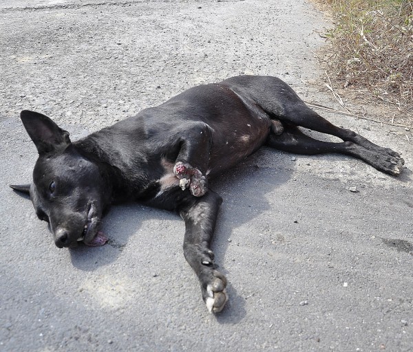 台灣動物緊急救援小組發現黑狗時已奄奄一息。（台灣動物緊急救援小組提供）