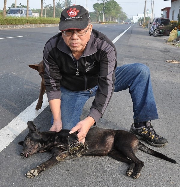 黑狗左前腳遭捕獸夾夾斷腿，因受傷時間過久，白骨外露、奄奄一息。（台灣動物緊急救援小組提供）