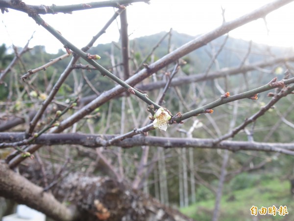 信義鄉牛稠坑梅區，梅樹上已有早花零星開花，枝條上也都結出花苞。（記者劉濱銓攝）