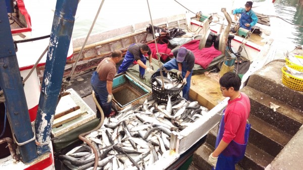 一波又一波寒流來襲,在北海岸的淡水、金山地區也吹起烏魚潮。(新北市漁業及漁港事業管理處提供)