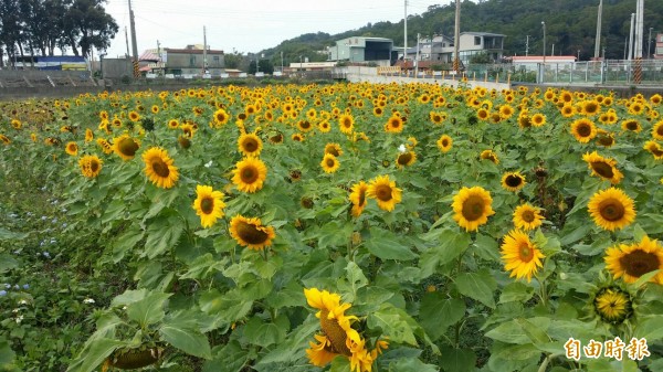 新竹縣竹北市「花田囍事」農業產業文化活動今年邁入第10年,30日首度移到蓮花路舉辦,周邊有多塊分散花田可欣賞。(記者廖雪茹攝)