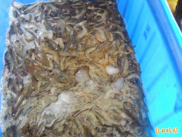 蝦子是吃火鍋時的主要食材之一，但冬季量縮價揚。（記者陳燦坤攝）