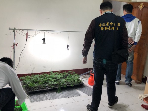 海巡人員2在彰化查獲違法栽種大麻。（海巡提供）