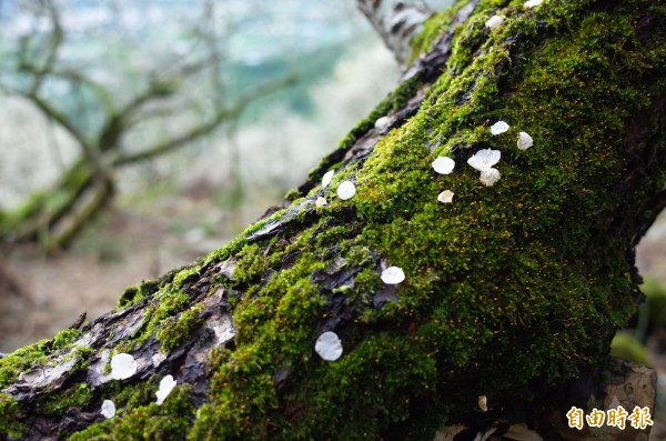 花蓮瑞穗虎頭山梅花盛開,花瓣落在長滿青苔的樹身,落英點點花香襲人。(記者花孟璟攝)