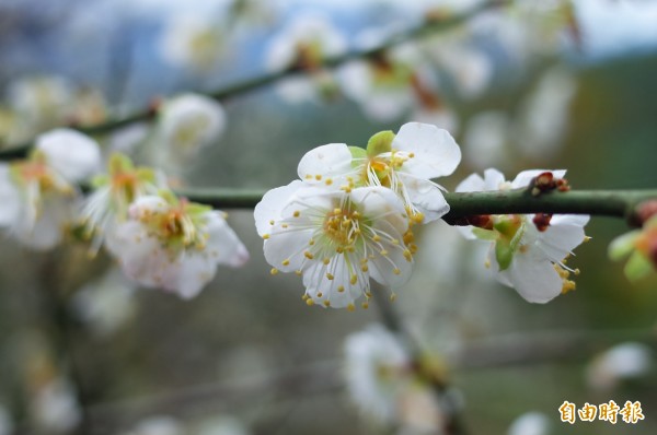 花蓮瑞穗虎頭山梅花盛開,還可俯瞰縱谷景色。(記者花孟璟攝)