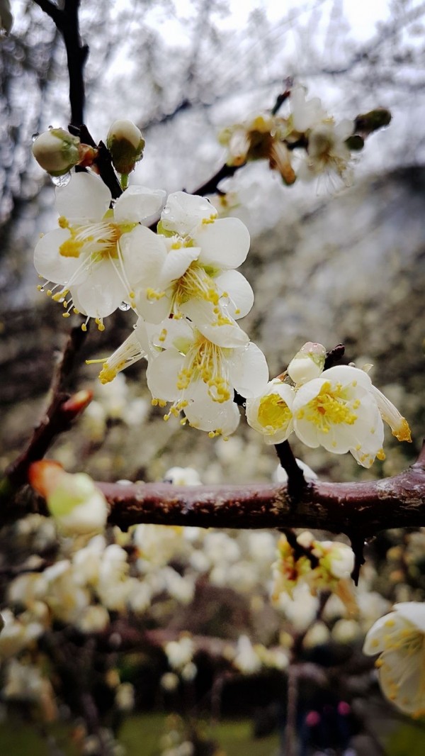 花蓮天祥梅花也開了,雨打梅花更顯嬌滴滴,吸引遊客絡繹不絕賞花趣。(民眾提供)