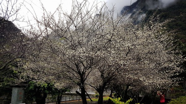 花蓮天祥梅花也開了,雨打梅花更顯嬌滴滴,吸引遊客絡繹不絕賞花趣。(民眾提供)