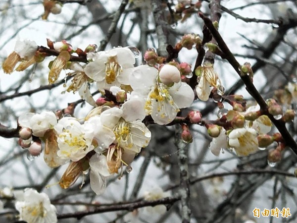 高市梅樹開花率五成。(記者陳文嬋攝)