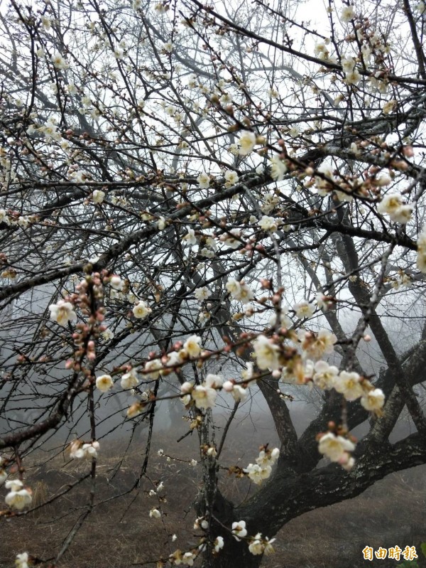 六龜區竹林休閒農業區梅花綻放。(記者陳文嬋攝)