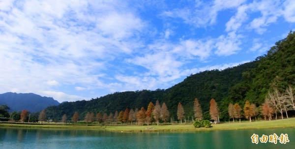 直擊宜蘭落羽松紅了!員山湖邊秘境紅葉襯綠水。(記者簡惠茹攝)