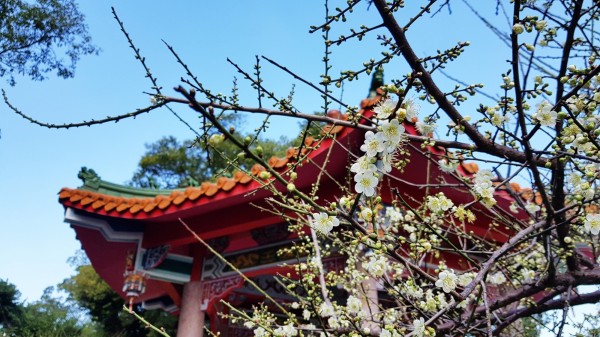 苗栗市貓裏山公園的梅樹,受近日寒流來襲,更是綻放。(記者彭健禮攝)