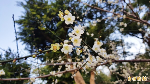 苗栗市貓裏山公園的梅樹,受近日寒流來襲,更是綻放。(記者彭健禮攝)